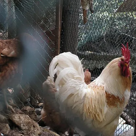 Agriturismo Ai Guiet * Superga