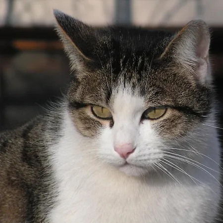 Agriturismo Ai Guiet Κατάλυμα σε φάρμα