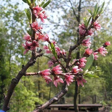 Agriturismo Ai Guiet * Superga