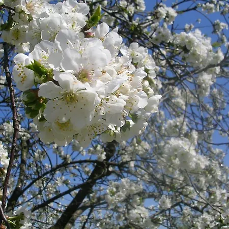 Agriturismo Ai Guiet Κατάλυμα σε φάρμα
