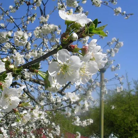 Farm stay Agriturismo Ai Guiet *