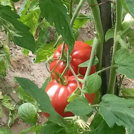 Bauernhof Agriturismo Ai Guiet *