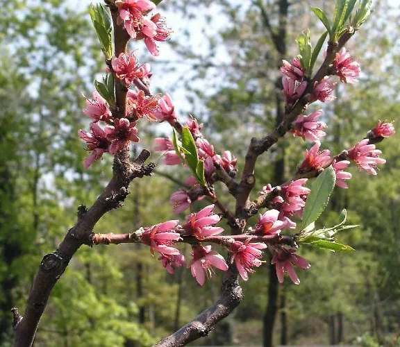 Agriturismo Ai Guiet * Superga