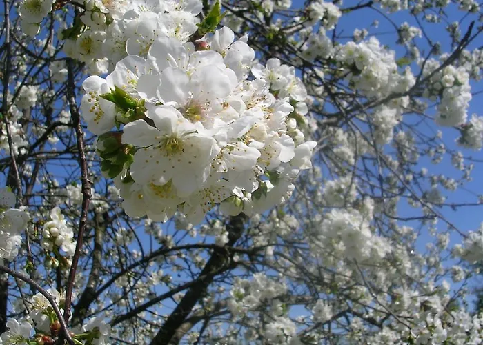 Agriturismo Ai Guiet ファームステイ