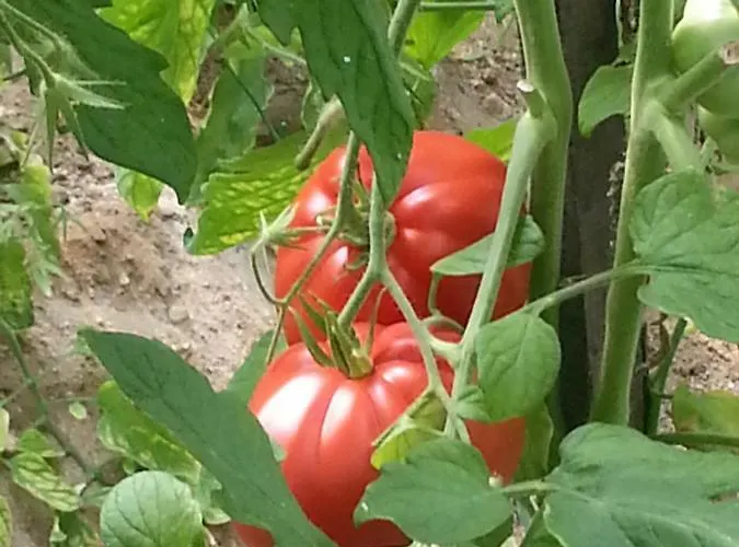 ファームステイ Agriturismo Ai Guiet *